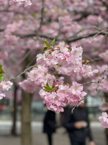 Körsbärsblomning i Kungsträdgården – bild 5