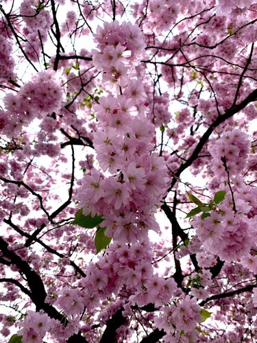 Körsbärsblomning i Kungsträdgården – bild 1