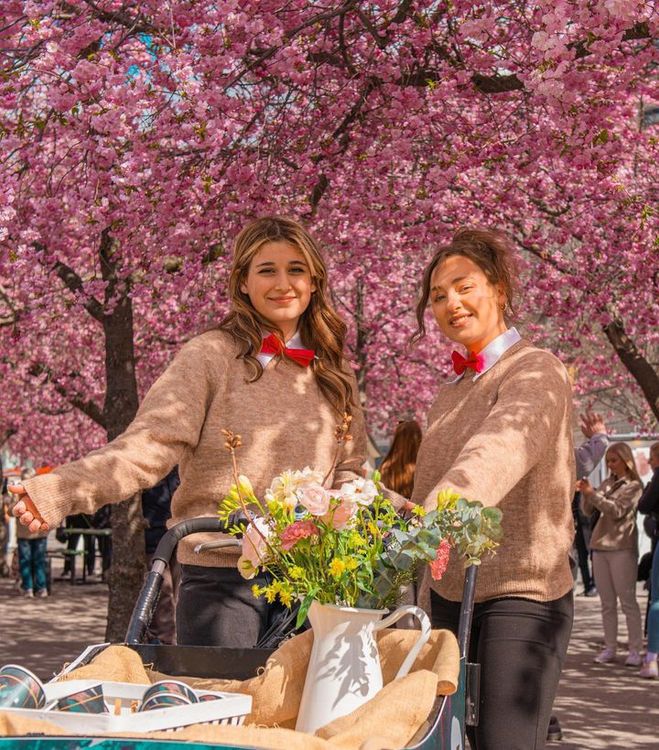 Körsbärsblomning i Kungsträdgården